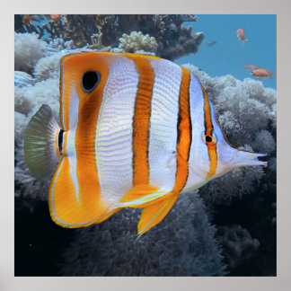 Koppar av butterflugfisk poster