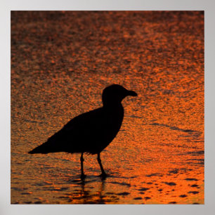 Kopparsolnedgång Poster