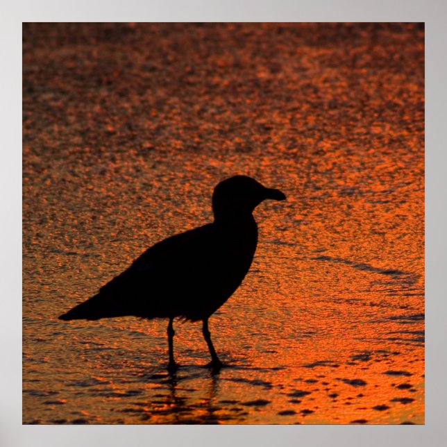 Kopparsolnedgång Poster (Framsidan)