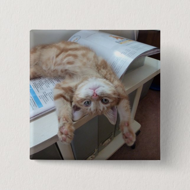 Koppla av för kattunge knapp (Framsida)