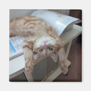 Koppla av för kattunge magnet