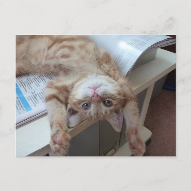 Koppla av för kattunge vykort (Framsida)