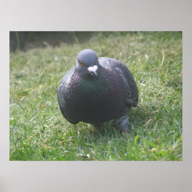 Koppla Pigeon-utskrift Poster (Framsidan)