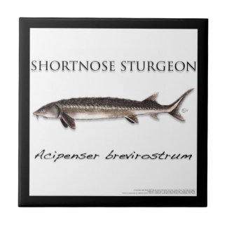 KOPPUNDERLÄGG - STÖRHAVSKATTFISK - acigifts@yahoo Kakelplatta