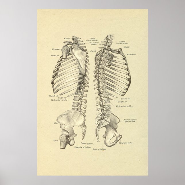 Kor-avsnitt för humant Skeletal i ryggradsutskrift Poster (Framsidan)