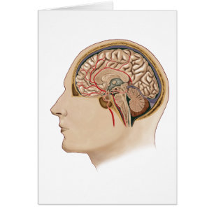 Kor del av hjärnan med artärer hälsningskort