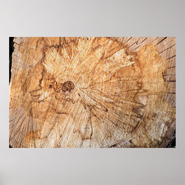 Kor-delen av äpplet-träd-Malus-abstrakten, b Poster (Framsidan)