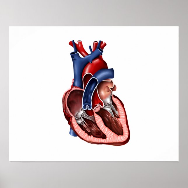 Kor-delen av människans hjärta poster (Framsidan)