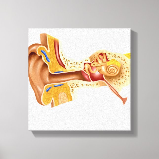 Kor-delen av mänskligt öron canvastryck (Framsida)