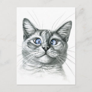 Kor Eyed cat G122 Vykort