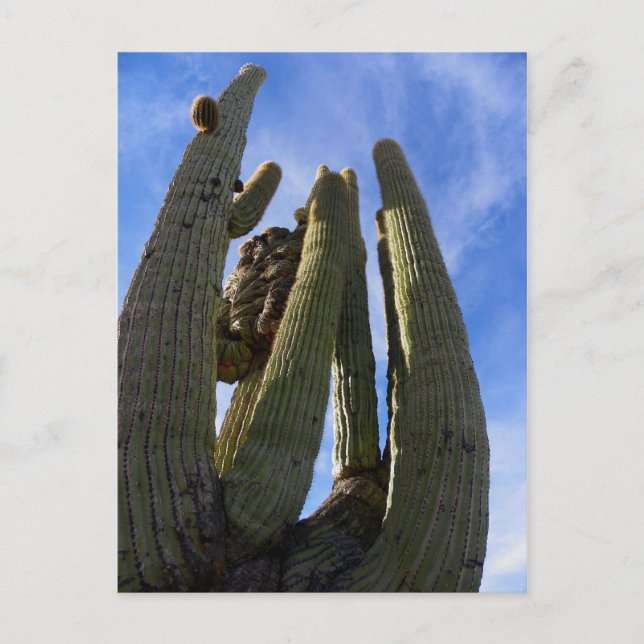 Kör fram och missa det... vykort (Framsida)