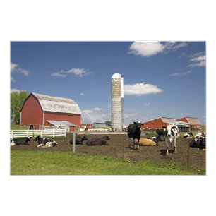 Kor framför en röd ladugård och silo på en gård fototryck