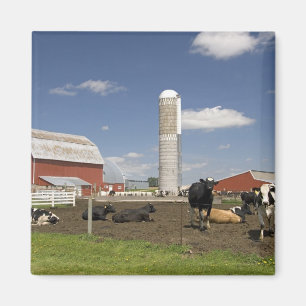 Kor framför en röd ladugård och silo på en gård magnet