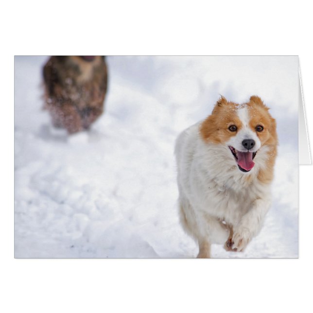 Kör hundar hälsningskort (Framsidan Horizontal)