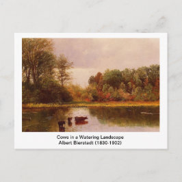 Kor i ett vattendrag liggande av Albert B. Vykort