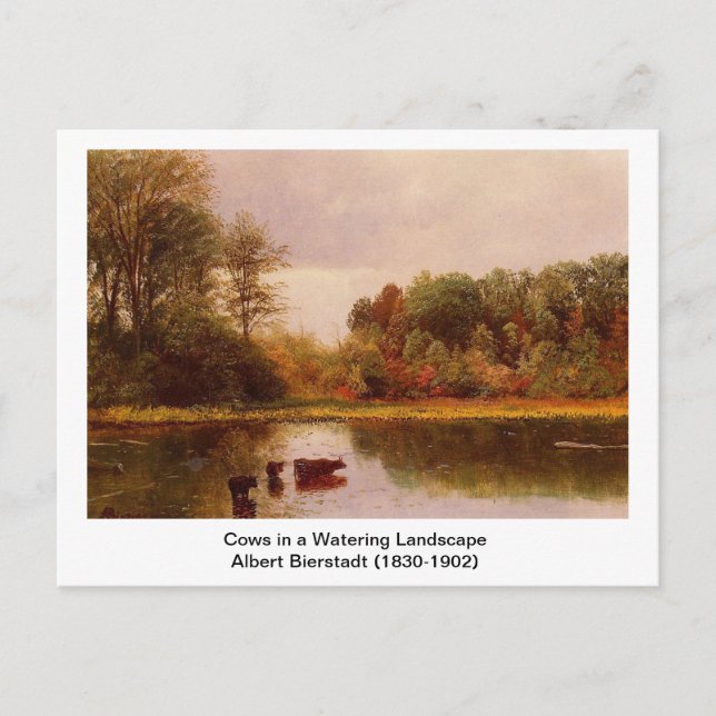 Kor i ett vattendrag liggande av Albert B. Vykort (Framsida)