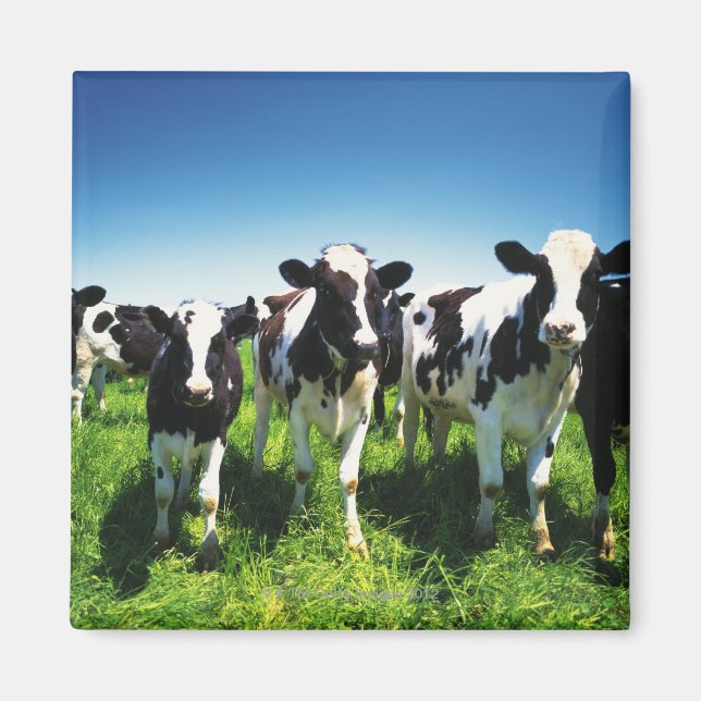 Kor i fält, Betsukai-staden, Hokkaido Magnet (Framsidan)