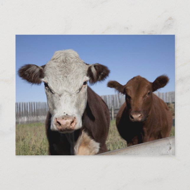 Kor i inhägnat område vykort (Framsida)