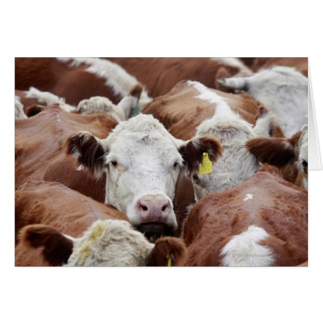 Kor i koraller hälsningskort (Framsidan Horizontal)