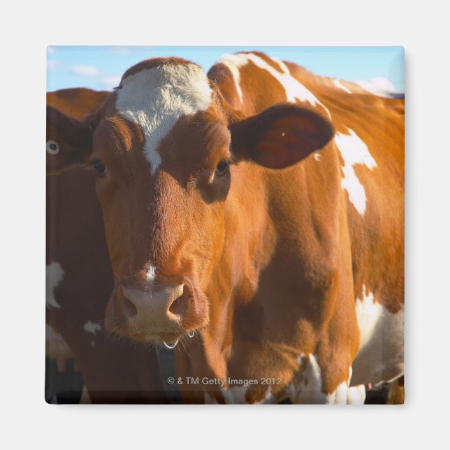 Kor i odlingsgruppen magnet (Framsidan)