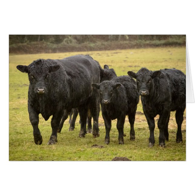 Kor i regnet hälsningskort (Framsidan Horizontal)