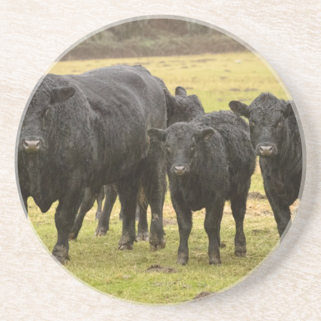 Kor i regnet underlägg (Framsidan)