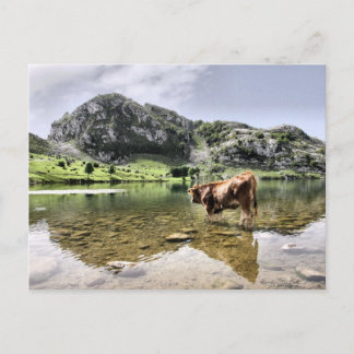 Kor i Sjöar i Covadonga, Asturien Vykort
