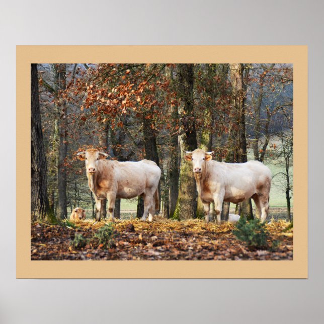 Kor i skogsmark, Frankrike Poster (Framsidan)