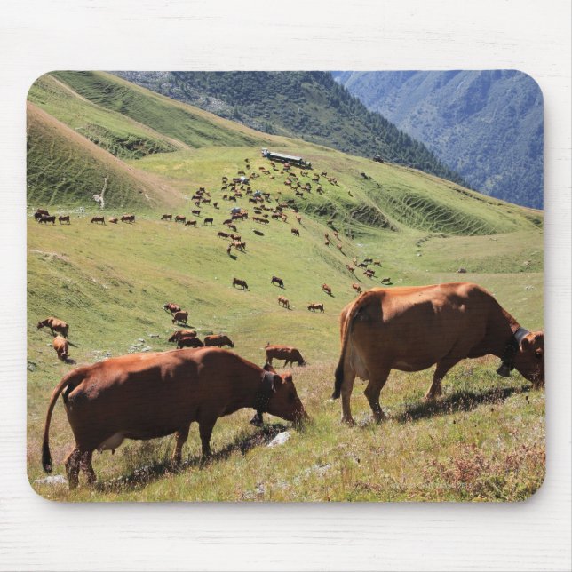 Kor i Tarentaise Valley - Tarine tävling Musmatta (Framsidan)