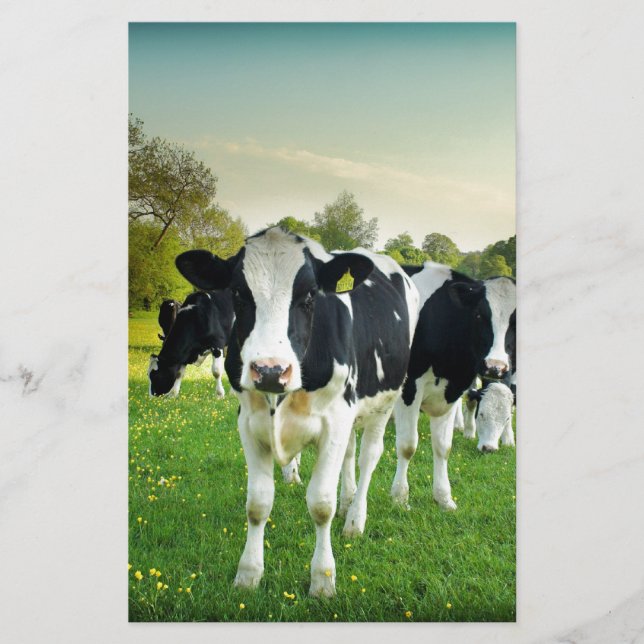 Kor kärlek till stam (Framsida)