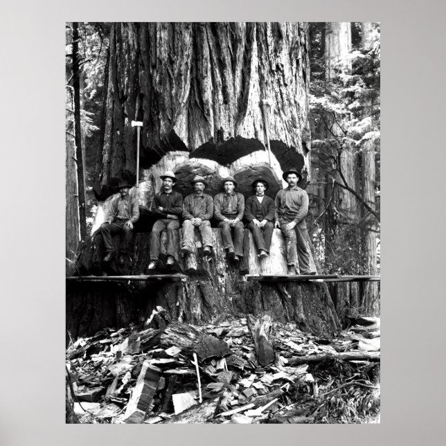 KÖR MED EN GIANT REDWOOD C. 1889 POSTER (Framsidan)