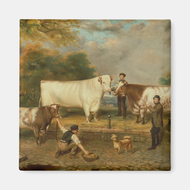 Kor med herdsman magnet (Framsidan)
