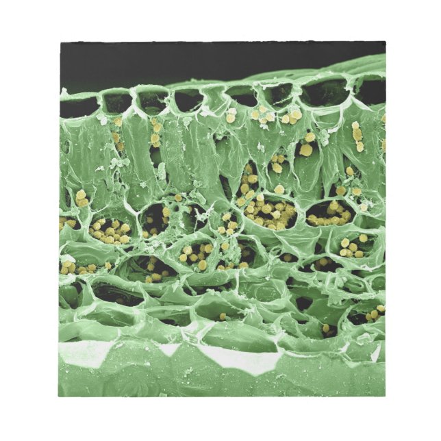 Kor-området i Löv Anteckningsblock (Framsida)