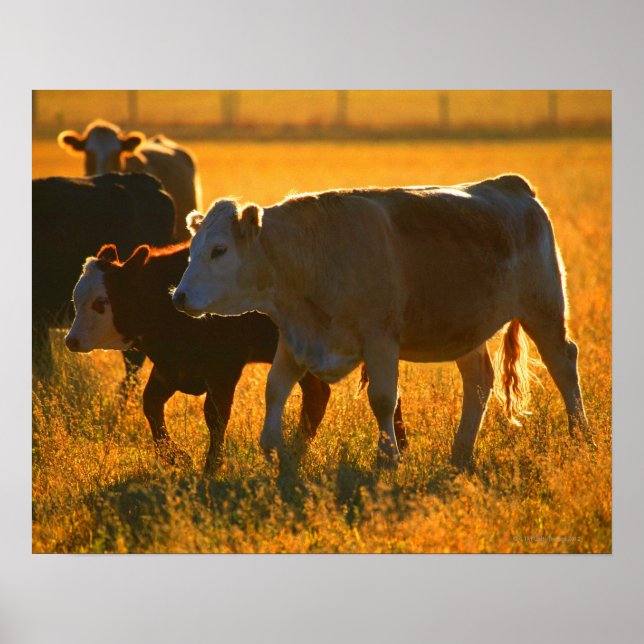 Kor på bete 2 poster (Framsidan)