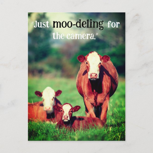 Kor på betesmark helg vykort (Framsida)