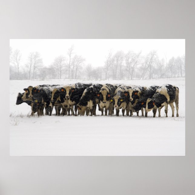 Kor Poster (Framsidan)