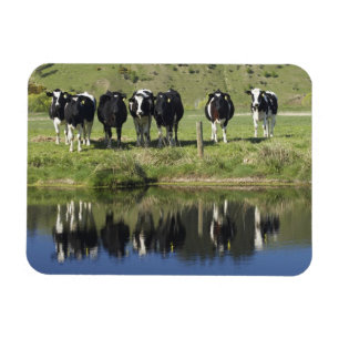 Kor reflekterade i kanal, Henley, Taieri Plain, Magnet