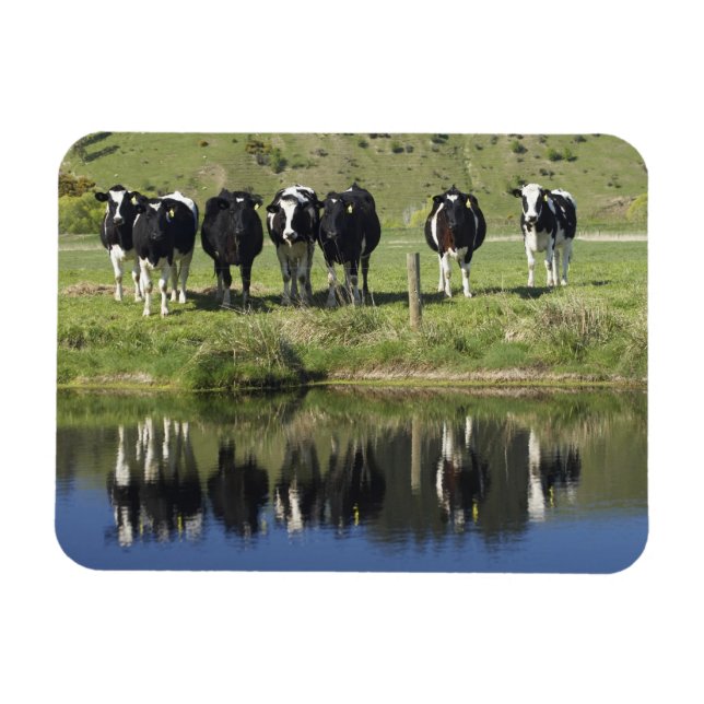 Kor reflekterade i kanal, Henley, Taieri Plain, Magnet (Horisontell)