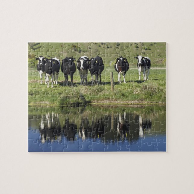 Kor reflekterade i kanal, Henley, Taieri Plain, Pussel (Horisontell)