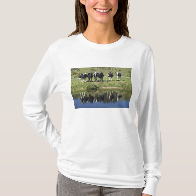 Kor reflekterade i kanal, Henley, Taieri Plain, T-shirt (Framsida)