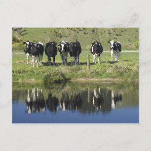 Kor reflekterade i kanal, Henley, Taieri Plain, Vykort