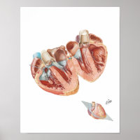 Kor-Section of Heart by Frank H. Netter, MD