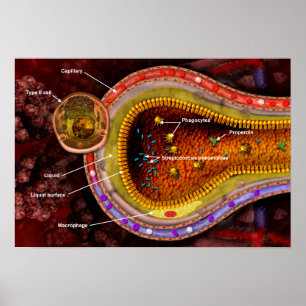 Kor-sektion av alveoli i lungorna poster