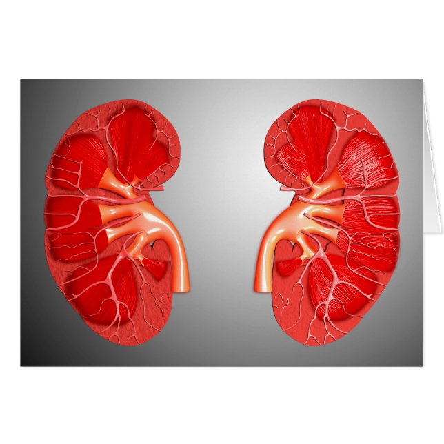 Kor-sektion av humana njurar hälsningskort (Framsidan Horizontal)