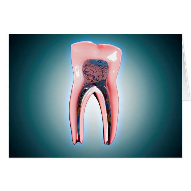 Kor-sektionen av en mänsklig tand hälsningskort (Framsidan Horizontal)