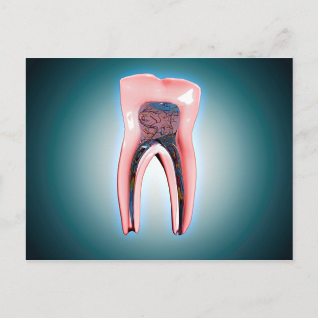 Kor-sektionen av en mänsklig tand vykort (Framsida)