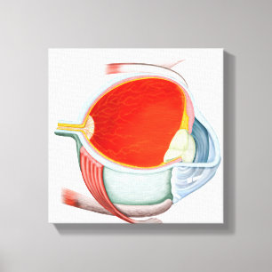 Kor-sektionen i Öga Canvastryck