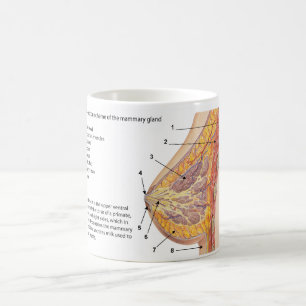 Kor Sektionsdiagram över bröstkörtel hos människa Kaffemugg