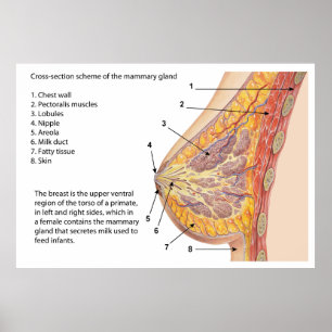 Kor Sektionsdiagram över bröstkörtel hos människa Poster
