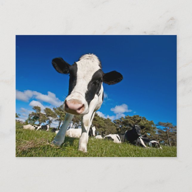 Kor som äter på bete 2 vykort (Framsida)